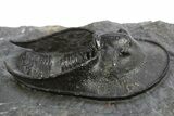 Detailed Scotoharpes Trilobite - Boudib, Morocco #312381-2